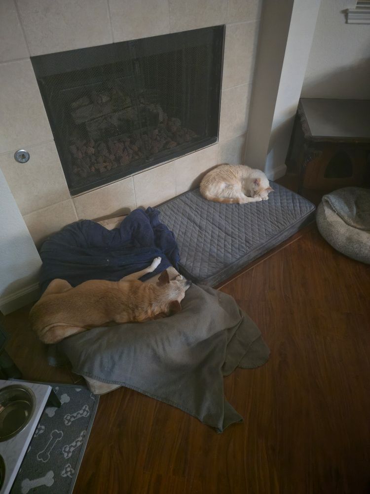 A small orangey-brown dog lays on a blanket-covered dog bed with her butt almost falling out. A white cat lays on another gray dog bed that is perpendicular to the one the dog is on. Both beds are in front of a fireplace that isn't burning.
