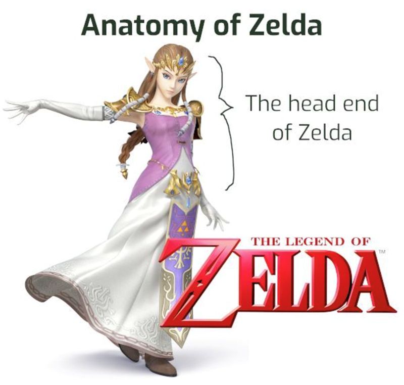 Anatomy of Zelda

A bracket points to the head end of Zelda.

The big text indicates the Leg End of zelda