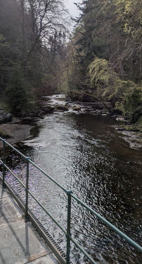 A view of a river flowing through a woodland