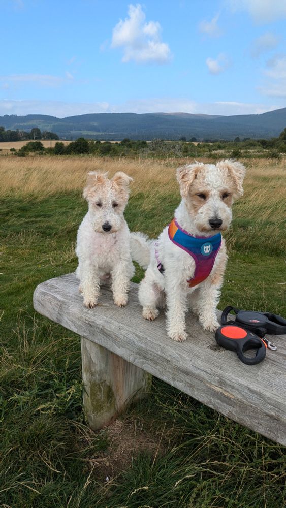 2 fox terriers sitting on a wooden bench