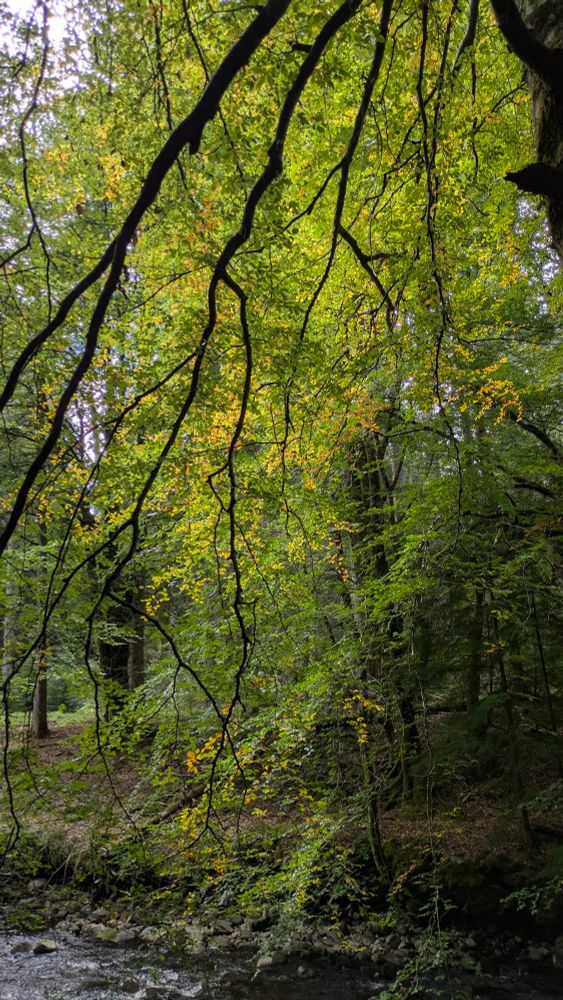 Autumn leaves hanging over a river