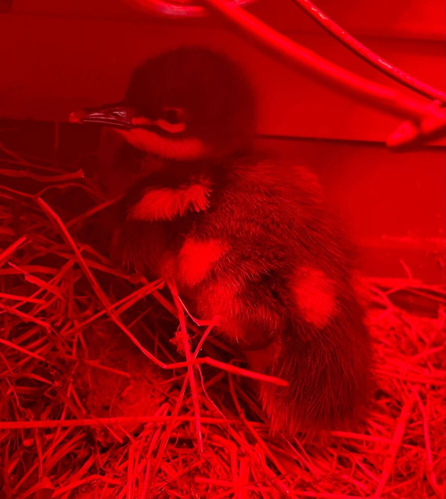 A wild duckling sat on bedding under a red heat lamp