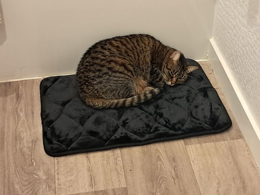 Phebe the brown tabby cat laying curled up on a bathroom rug, her eyes cracked slightly open. She's side-eyeing the camera.
