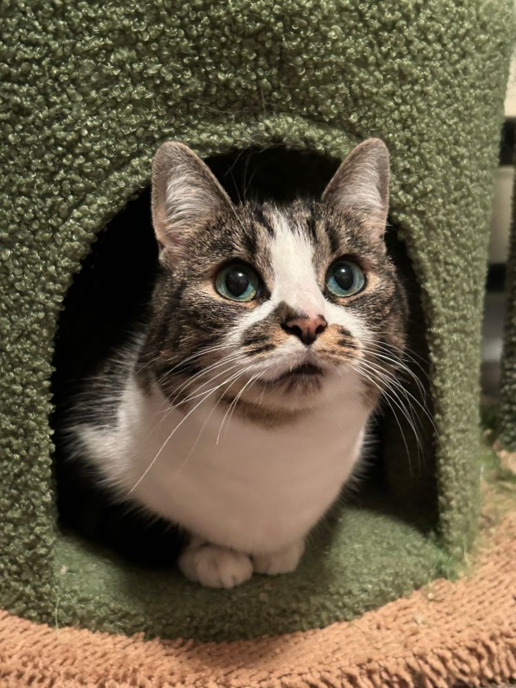 cat in green cat cave