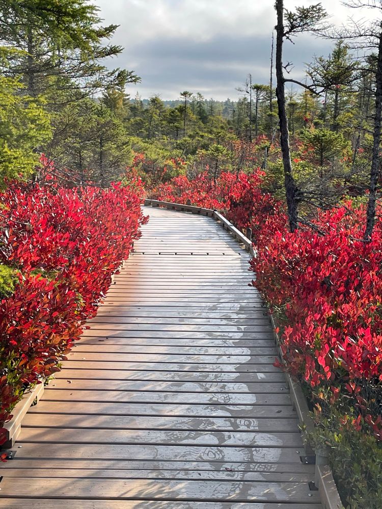Color photo of a boardwalk leading out onto a northern peat bog. Thigh-high huckleberry shrubs blaze a brilliant red on either side of the boardwalk. Ahead lies the green of other bog shrubbery and sparse, stunted trees. The cloud cover seems to sag, heavy and gray overhead. Photo by M.D. Bird, 28 September 2025, Orono Bog Boardwalk, Maine