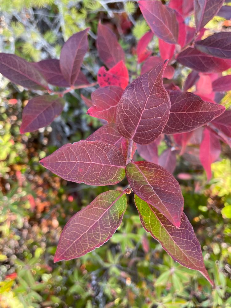 Color photo of a branch of a highbush blueberry (Vaccineum corymbosum) in autumn. Most of the lance-shaped leaves are deep scarlet, with veins of pink. Four leaves at the outer end of the branch still show some green. In the blurred background are other peatland plants in autumn shades of green, gold, brown, and red. Photo by M.D. Bird, 28 September 2025, Orono Bog Boardwalk, Maine