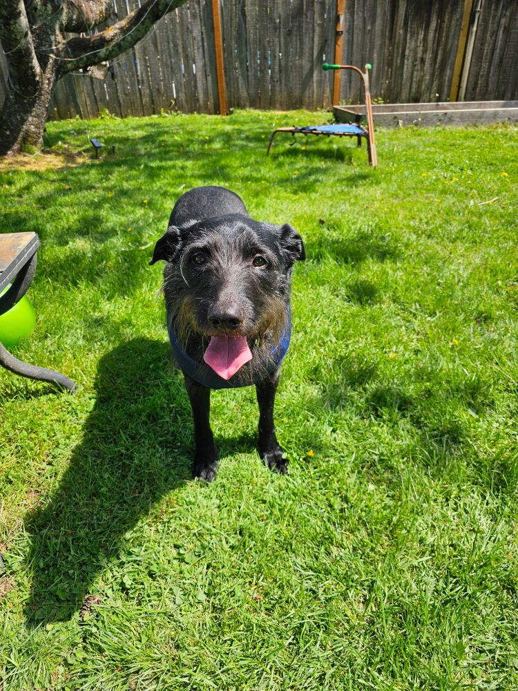 A black dog with his tongue hanging out standing in the grass, looking directly into the camera