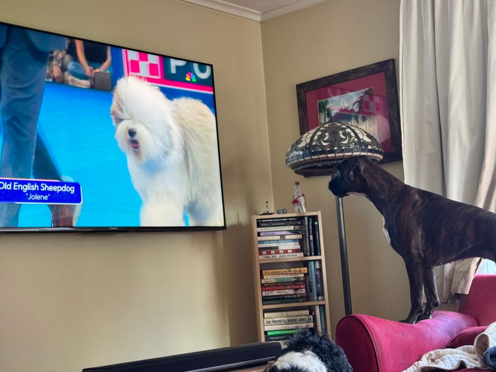 A brindle boxer standing on the arm of the couch and watching an Old English Sheepdog trot around on whatever dog show they broadcast on Thanksgiving 