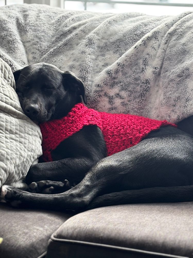 Black lab puppy napping in a red sweater. 
