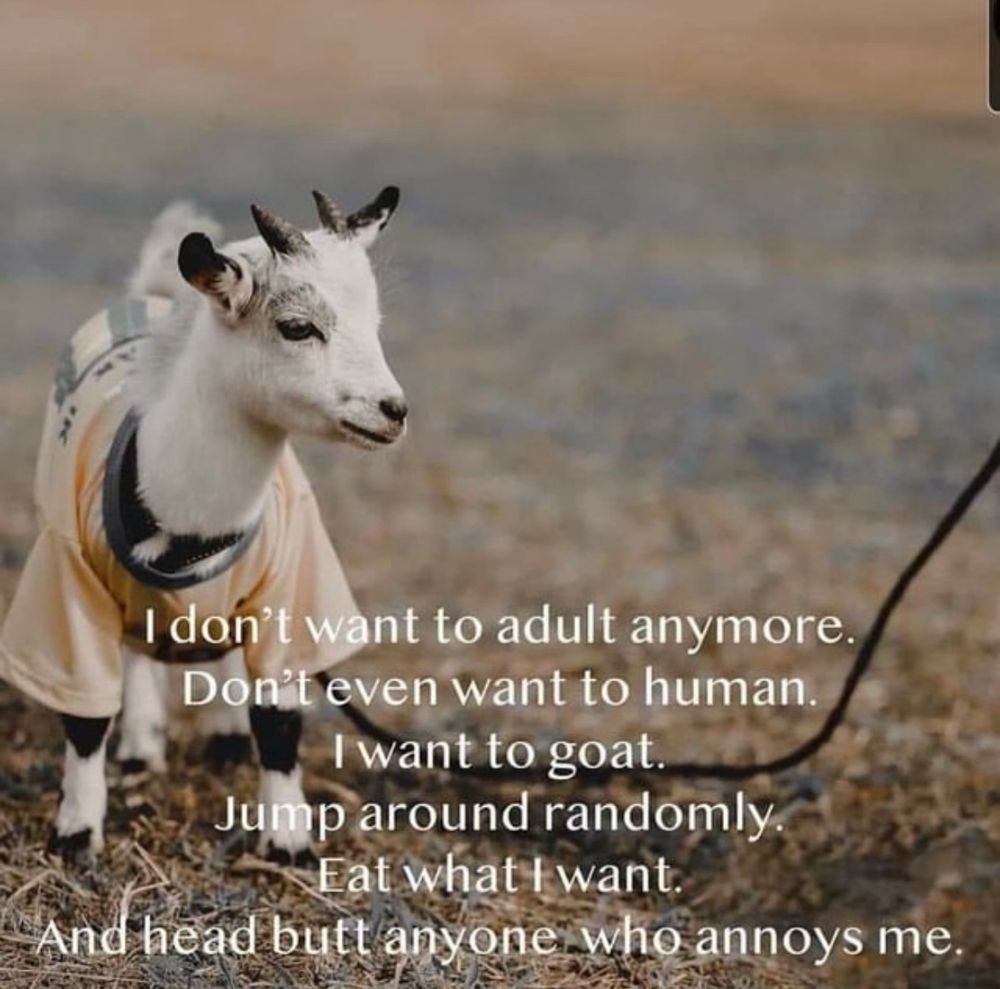 Picture of a Pygmy goat with a T-shirt on & the text says - I don't want to adult anymore.
Don't even want to human.
I want to goat.
Jump around randomly.
Eat what I want.
And head butt anyone who annoys me.