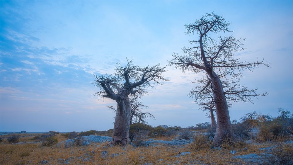 A new day dawns over the Baobabs on Kubu Island in Botswana