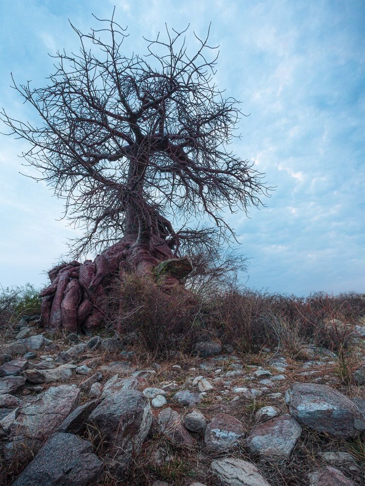 One of the many Baobab trees found in Kubu island, a remarkable rocky outcropping located on a massive salt pan in Botswana. 
