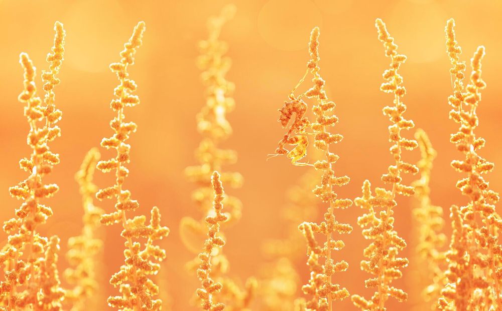 Spiny Flower Mantis (Pseudocreobotra Wahlbergii)
Title: 'Mantis'
Photographer: Ghaniya Almajrafi