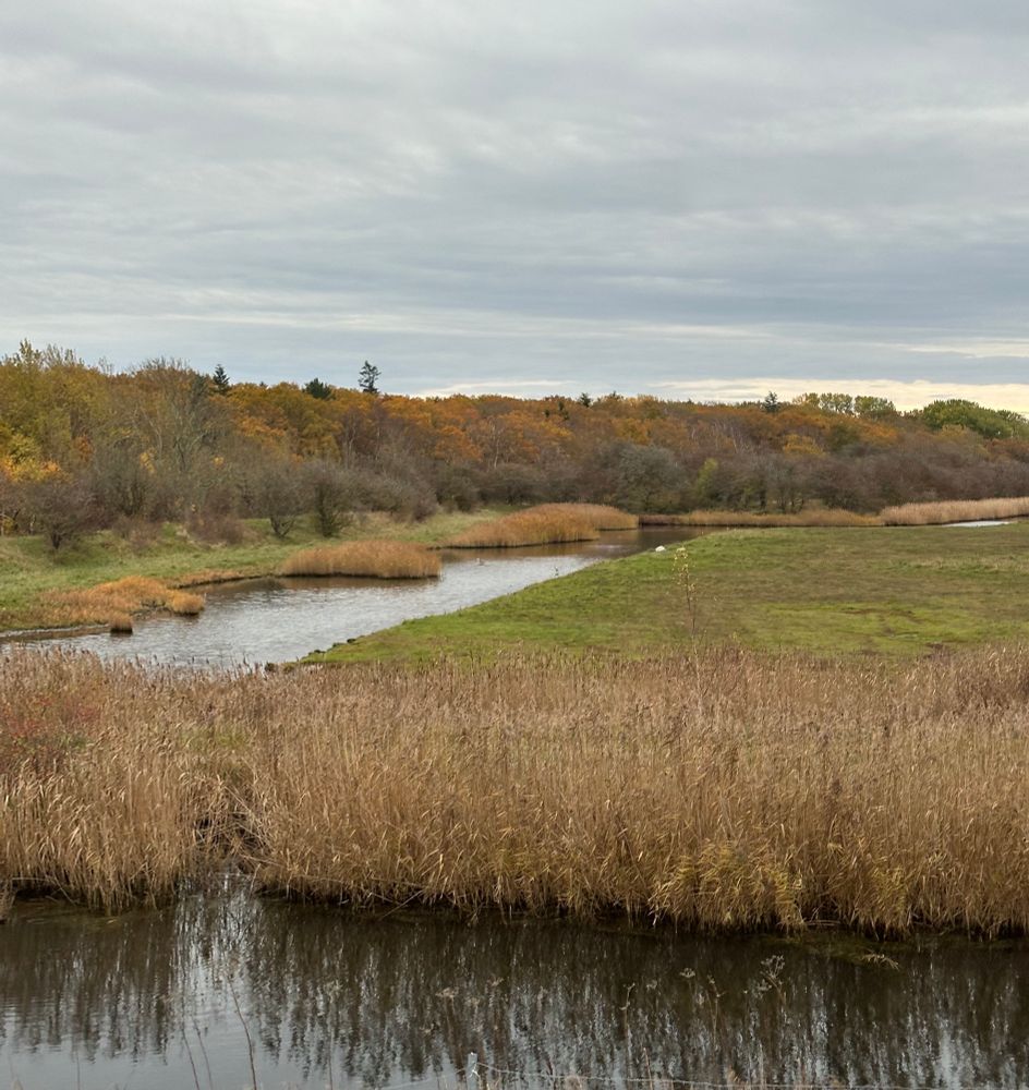 Little stream running through the Danish countryside. The trees in the background are yellow and orange! I legit haven’t experienced autumn outside of California in like 17 years