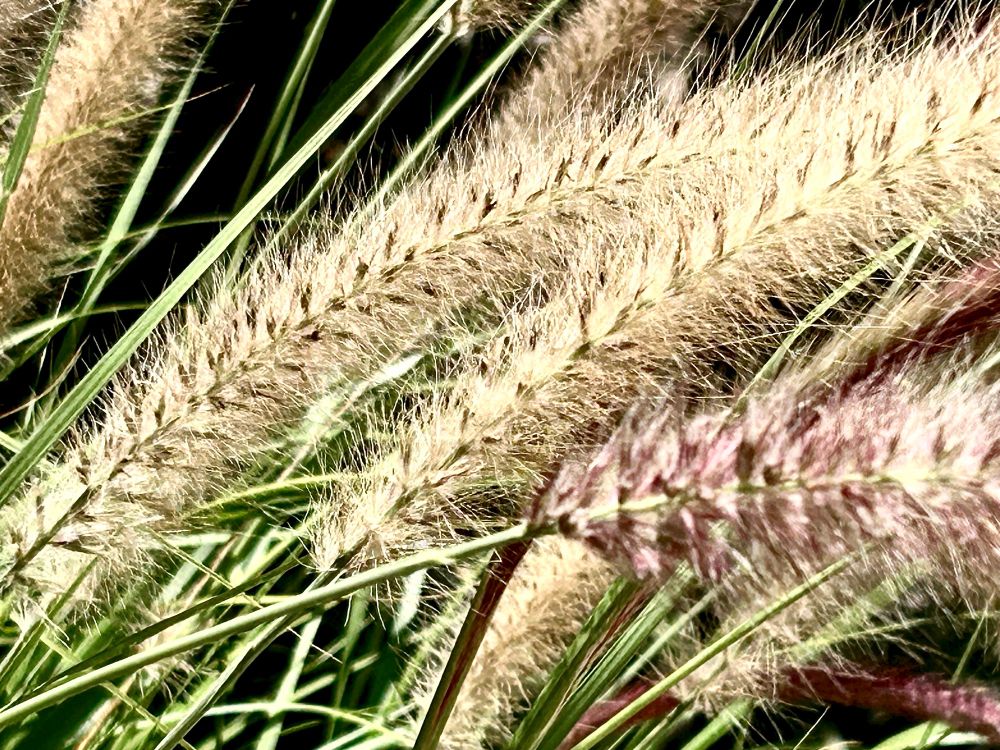 Macro image of some ornamental grasses blowing in the wind. Called “foxtail”, they are not so bushy, but they do have a similar fluffiness. They are wheat-colored  or brown and are blown almost horizontal, along with the tall, thin sage leaves. 