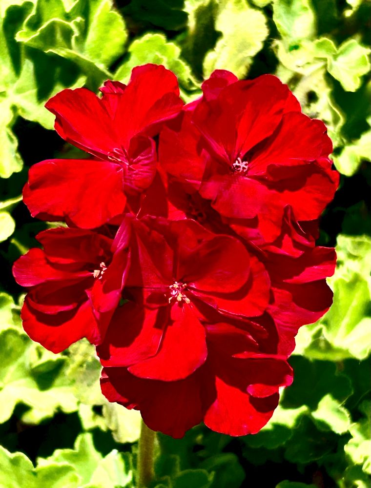 Macro image of a very red geranium blossom, with its leaves as a backdrop. 