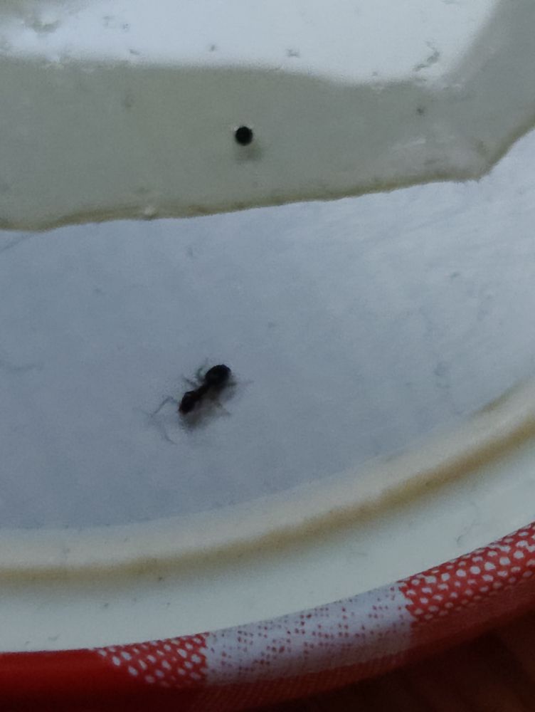 A photo of a "sugar ant" in a jam lid.