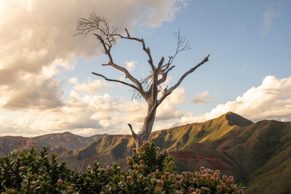 Arbre mort émergent d'un bosquet de fleurs sur fond de la chaîne en Nouvelle-Calédonie.