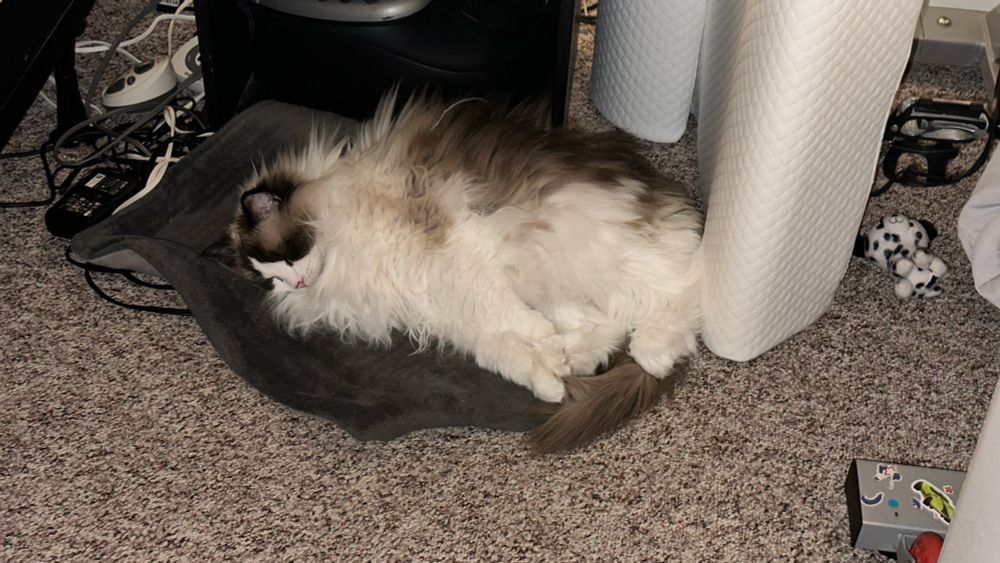 A ragdoll cat is lying on a heating pad. 