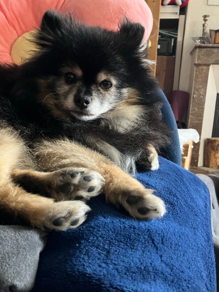 Spitz tricolore allongé sur son plaid, vue des coussinets.