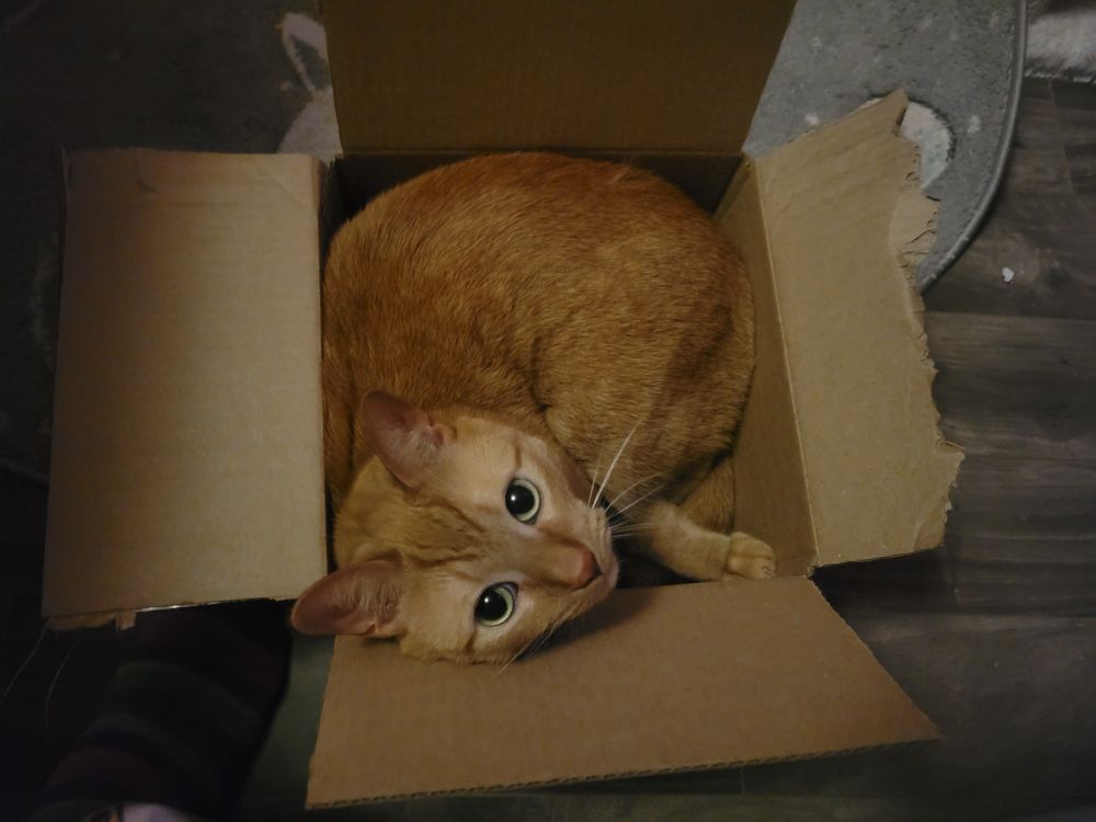 Small orange cat with green eyes curled up in an even smaller cardboard box