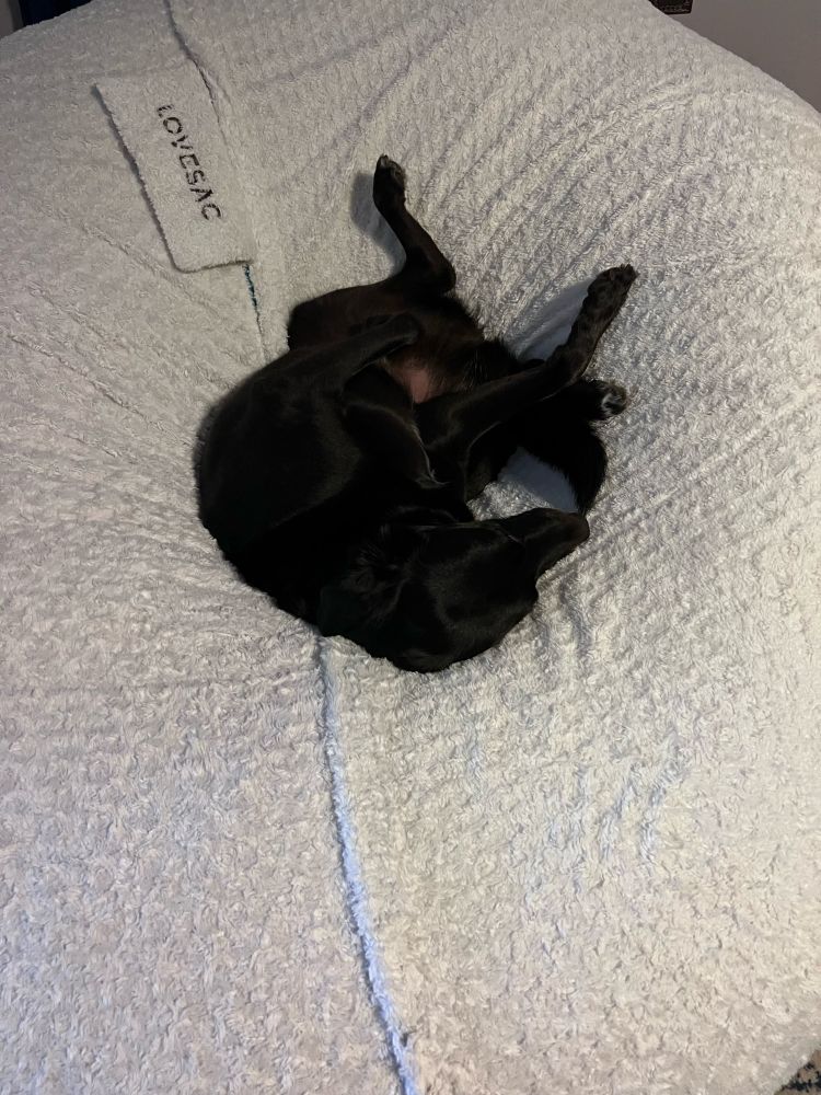 Photograph of a very large fluffy white bean bag with a medium sized black dog curled up lying on his back with his feet up in the air.