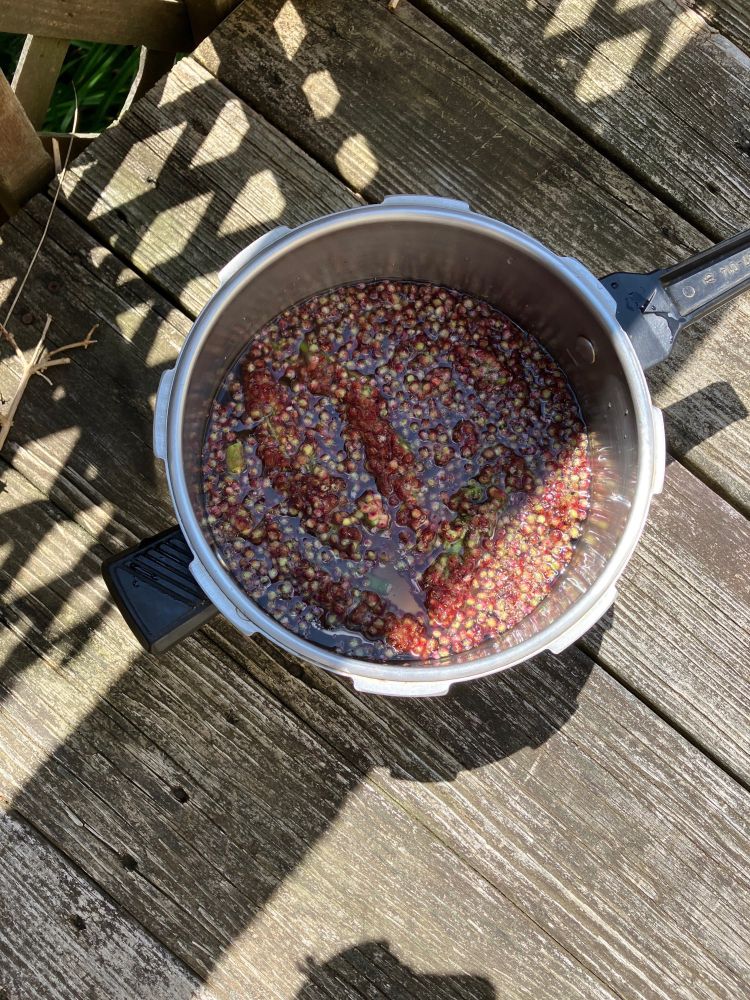 A pot full of staghorn sumac flowers or berries (not sure which they are, actually!) that I've squeezed in my hands and then covered with water and set out in the sun to infuse the water with their flavor.