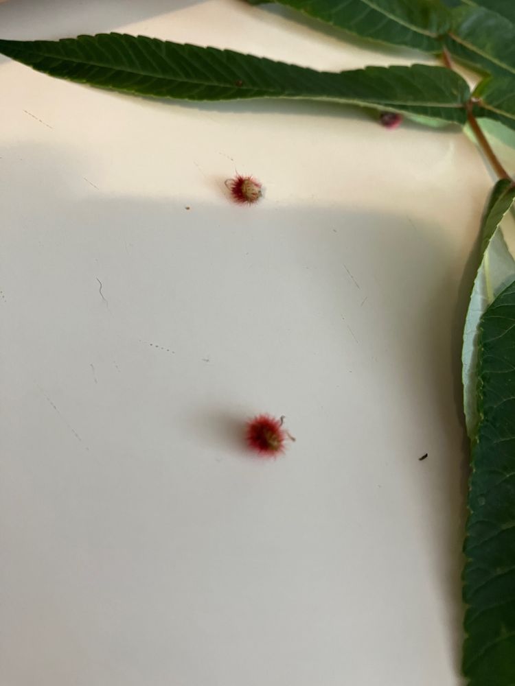 Single staghorn sumac berries or blossoms (not sure which they are) on the, along with a portion of a leaf.