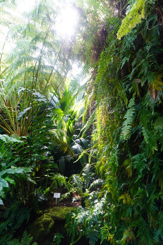 Grüne Pflanzen, Farne in unterschiedlichen Schattierungen füllen das gesamte Foto aus. 