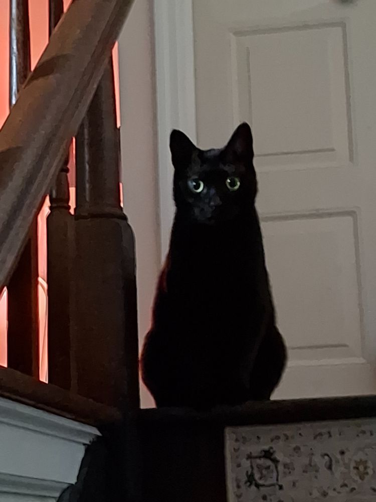 black cat sitting at the top of the stairs, staring into the camera... waiting...