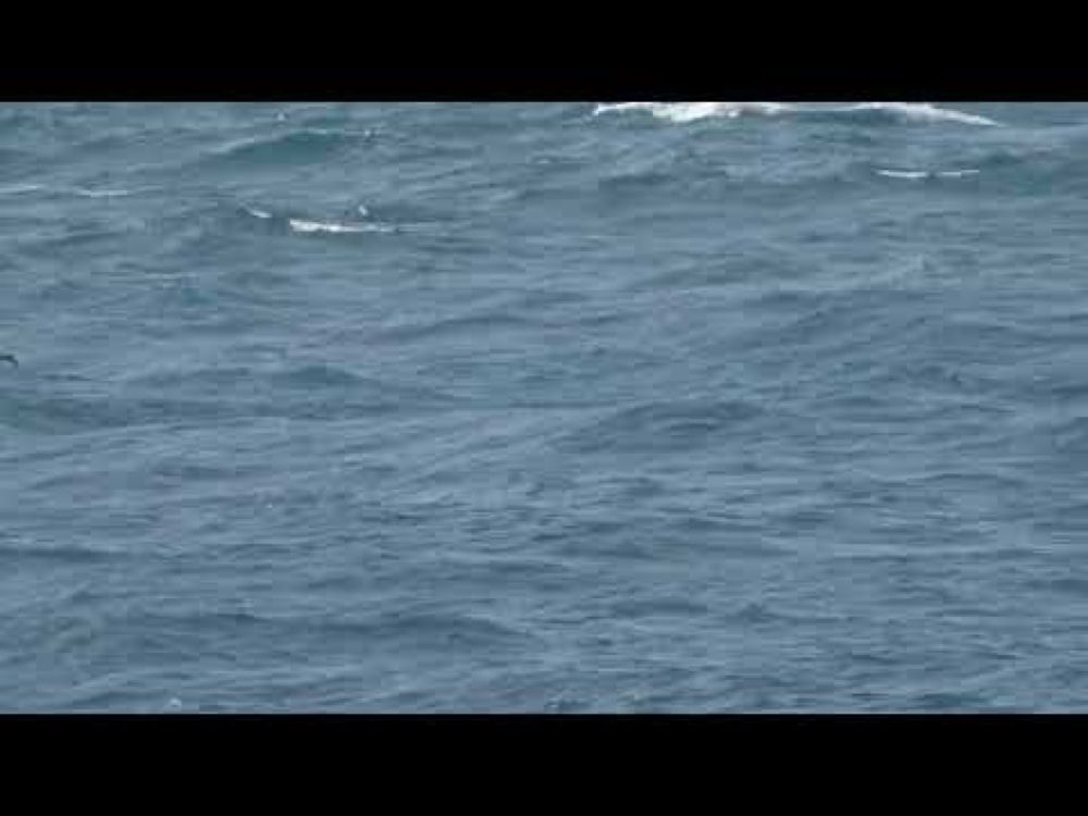 South Polar Skua 4k