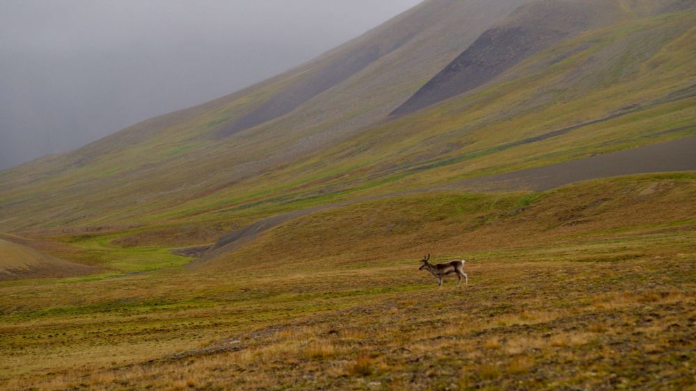 The ecological and socio-economic impact of herbivory in a pan-Arctic context - The Nordic Borealization Network