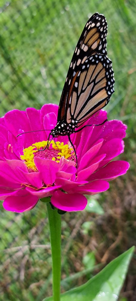 Monarch butterfly on bright pink zinnia flower

#bugsky
#pollinators 
#organicgardening
🌱 