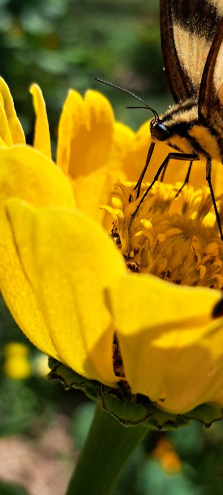 A yellow tiger swallowtail butterfly enjoys a canary bird zinnia

#gardening
#organicgardening
#gardensky
#gardeningfeed
