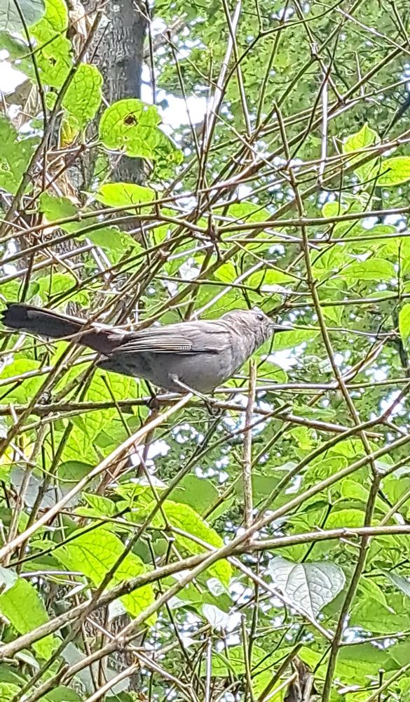 Grey catbird perched in a mock orange bush. He's very bold and comes within a few feet of me to squawk if I'm out in the garden. I could have adjusted the colors, but I like the unfiltered look (as usual)

#nativeplants
#gardening
#birdsky
#gardenbuddies