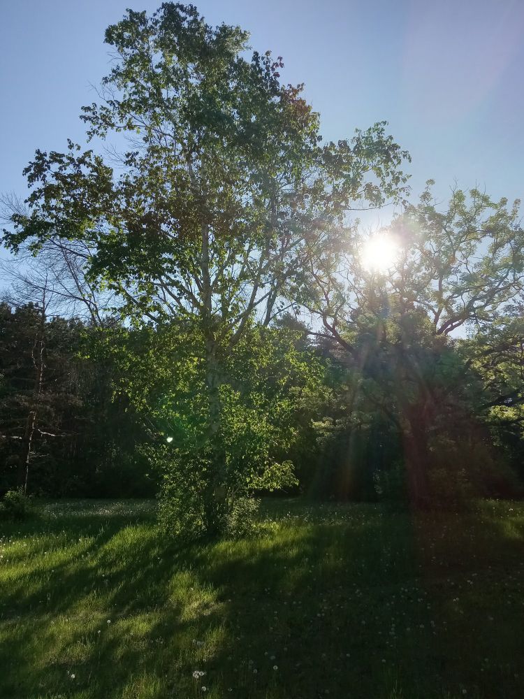 Gorgeous spring sunshine over a lush meadow dotted with spent dandelions, Birch, maple, oaks and pine trees.