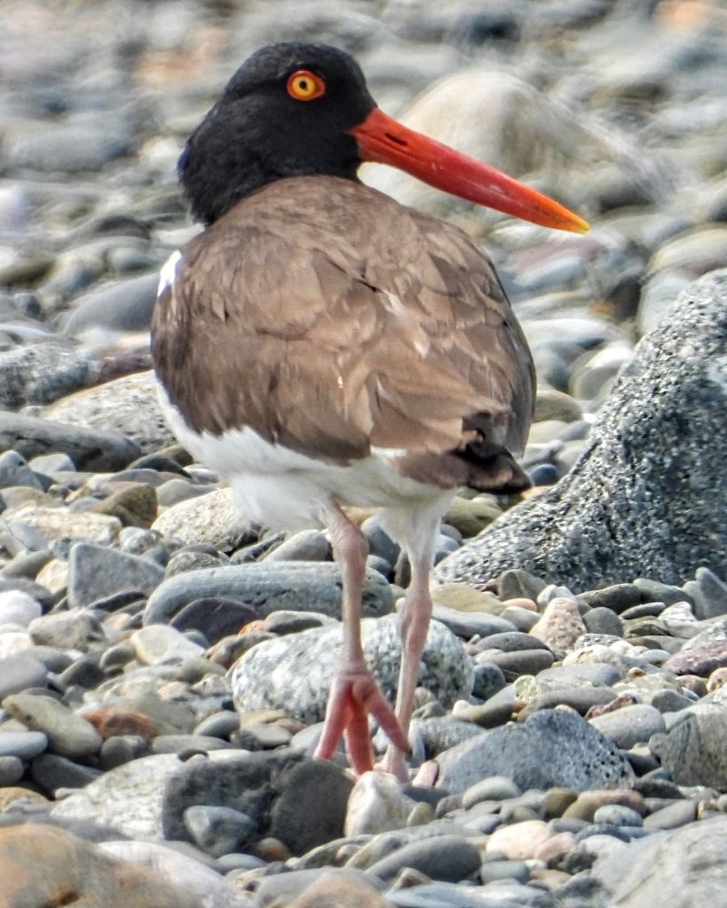 Oystercatcher (black head, yellow and orange eye circles, long orange beak, greyish back, white underneath) looking back while walking on beach rocks