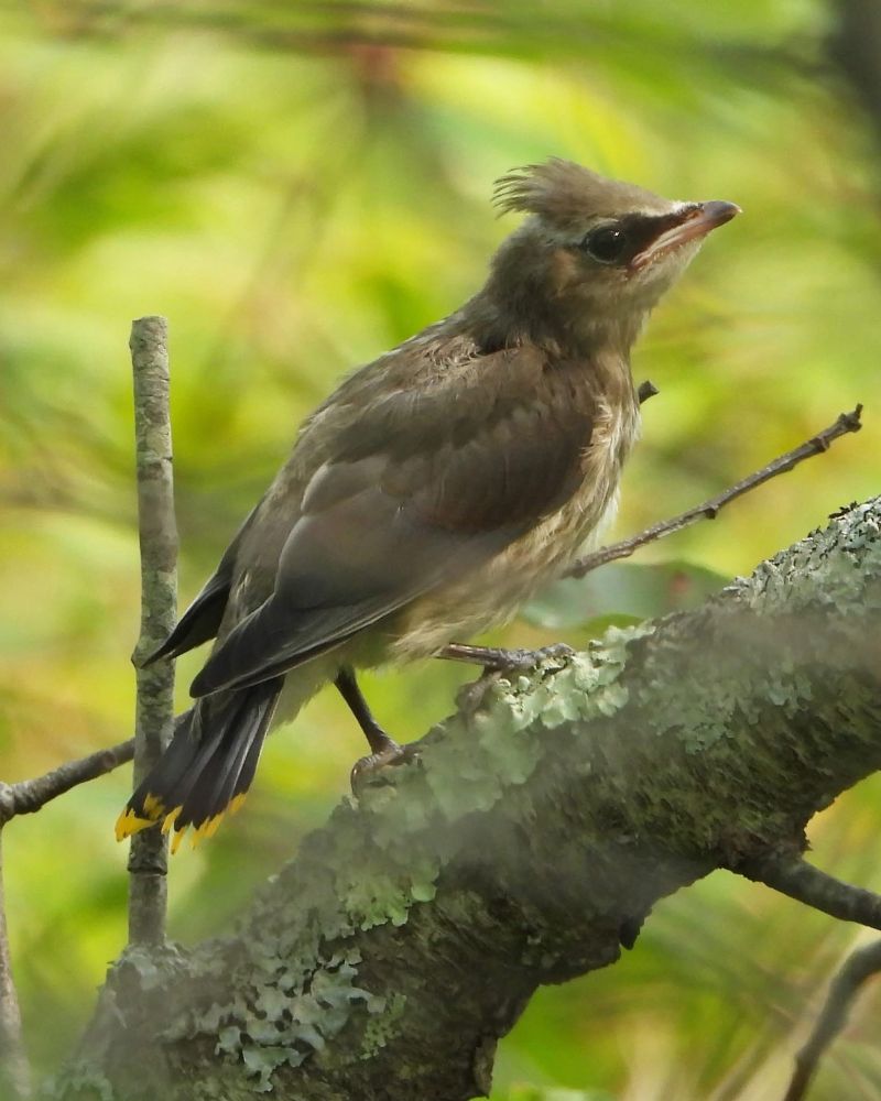 Fledgling cedar waxwings (black eye mask, light belly, brown body, yellow line on tail, crest)