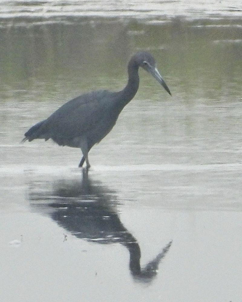 A little blue heron (two toned beak with black tip, purple-maroon head and neck, slate blue body) looking to the right, reflecting in the water. 