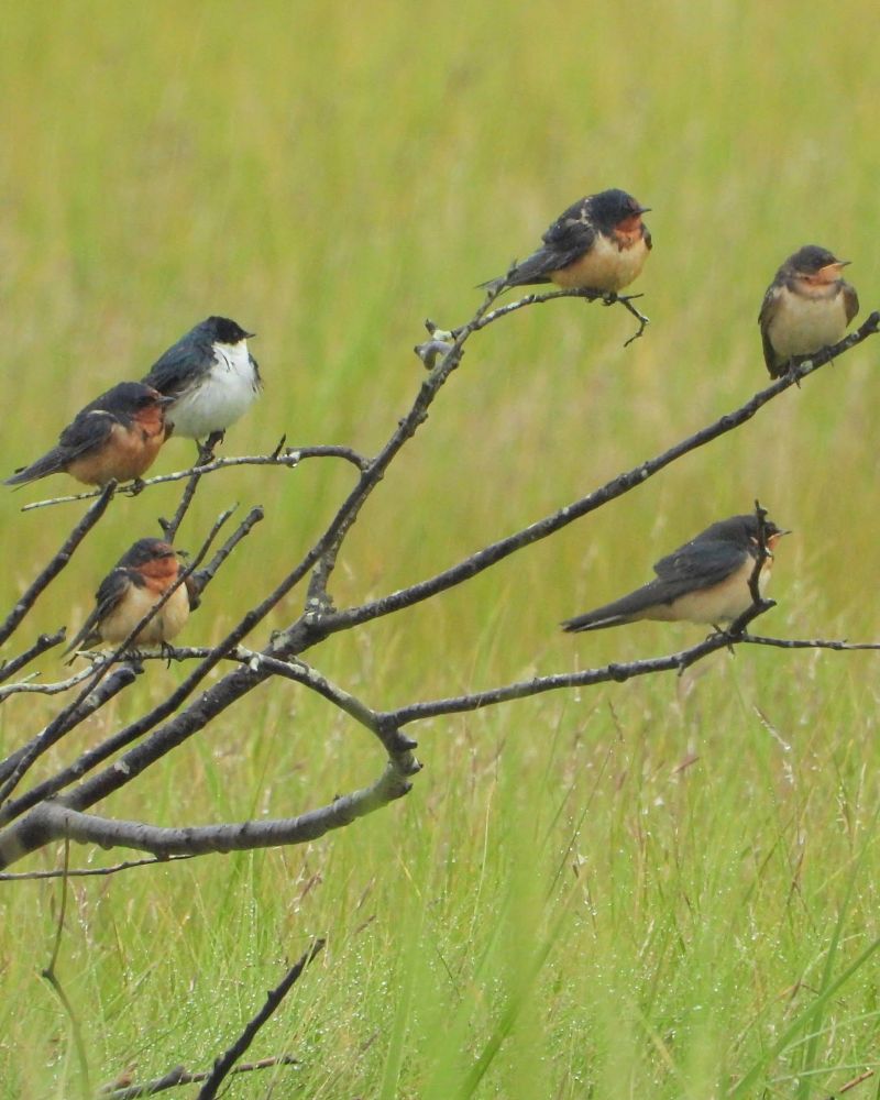5 barn swallows and 1 tree swallow perched on a dead tree in a salt marsh