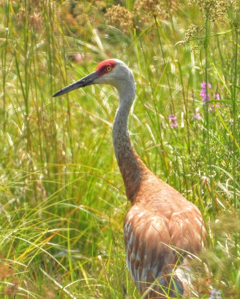 Sandhill crane (red top of the head, white face and neck, brown body) surrounded by grass and plants