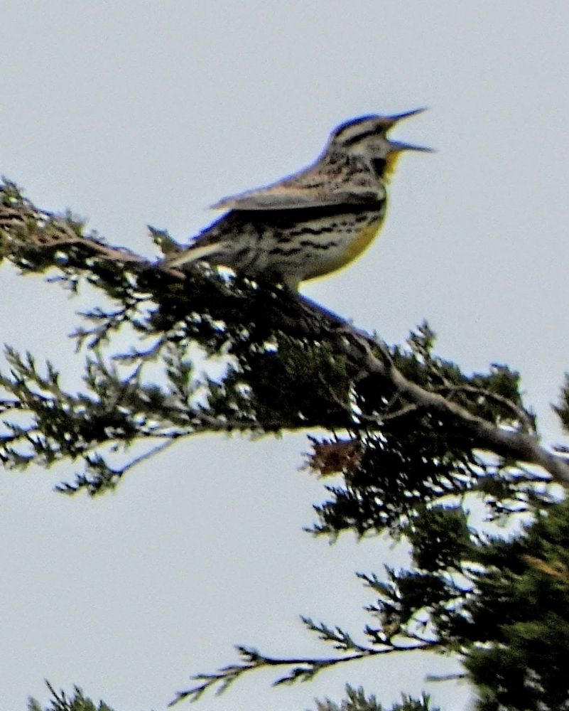 Eastern meadowlark singing on a pine branch. Yellow chest, black and white streaks. Beak open