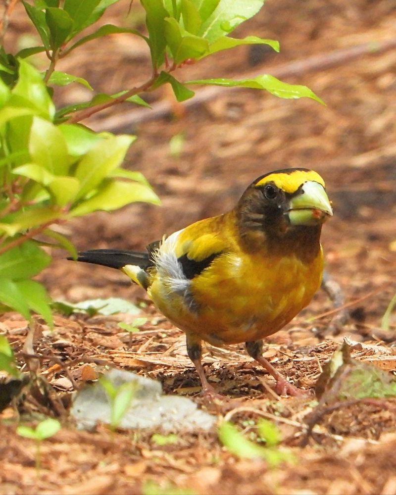 Side view of evening grosbeak on the ground with bright yellow accent over eye. 