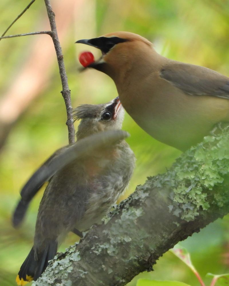 Adult cedar waxwing (black eye mask, yellow belly, warm brown head) with a red berry in their mouth and a feeling next to them (brown with crest and black eye mask and yellow beak)