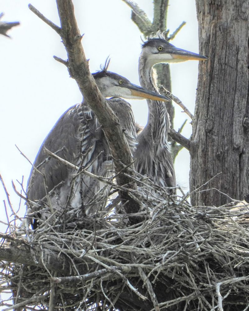 Two juvenile great blue herons perched on a nest (with feathers sticking straight up on their heads)
