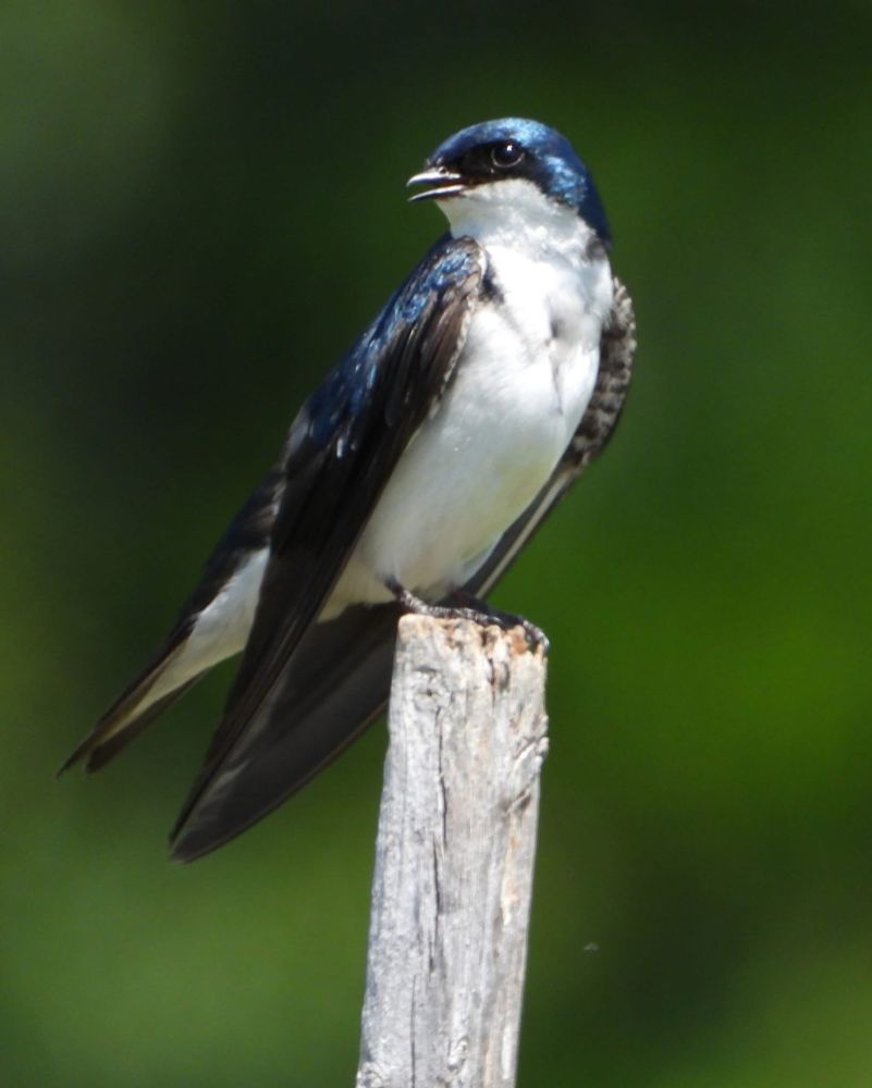 Tree swallow (iridescdnt blue head, face, and top of wing, white throat, chest, and belly, black wing tips) posing on a wooden post with green background