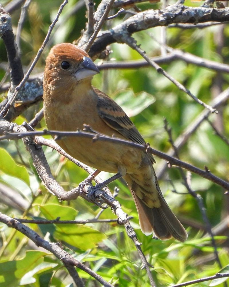 Female blue grosbeak (cinnamon head, light brown body with darker wings and tail, light blue top beak) perched on a branch with leaves behind her 