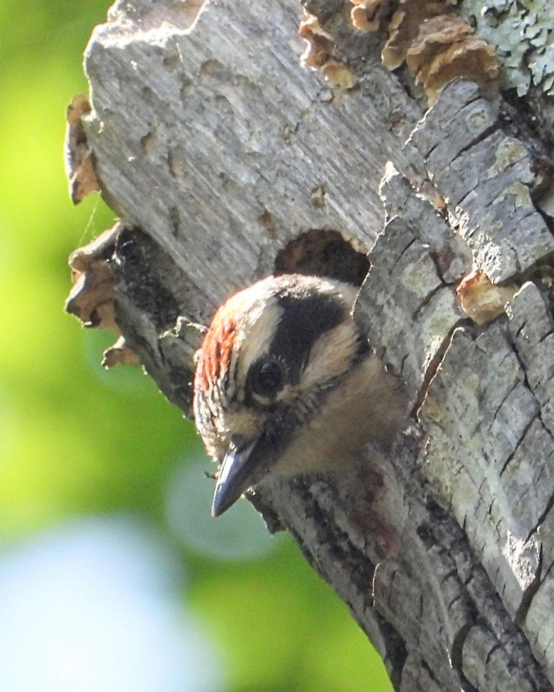 Downy woodpecker baby sticking his head out of a tree cavity nest, with green background. (Slight red on crown, black and white face, black beak)