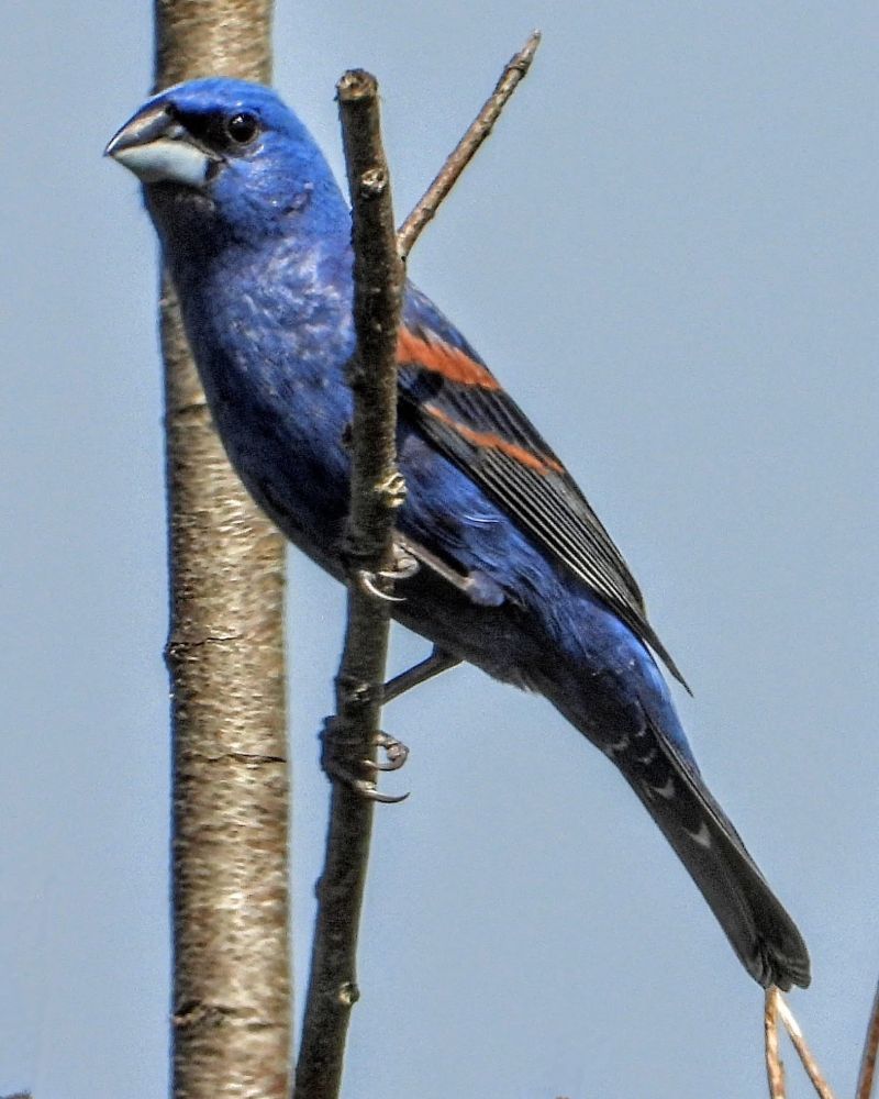 Blue grosbeak male (blue body, rust bars on wing, light blue thick beak) perched on a bare branch