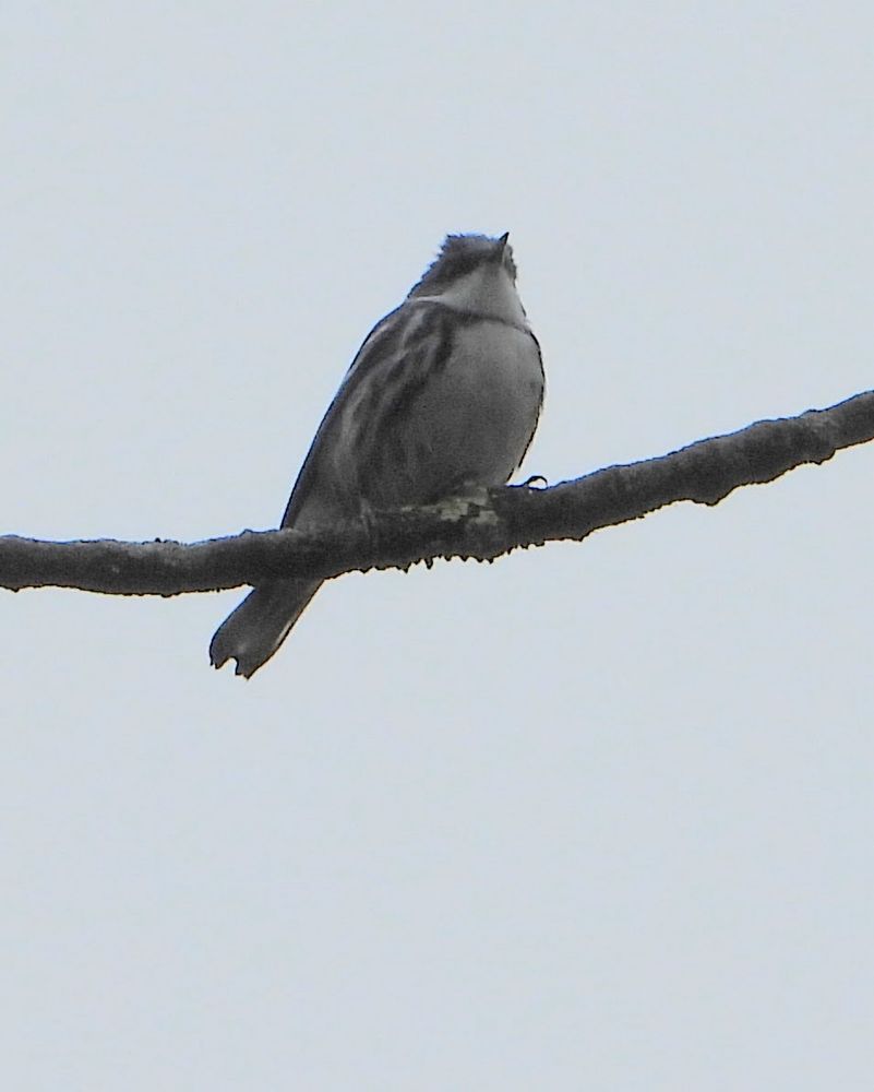 A cerulean warbler perched on a bare branch. White breast and neck, blue head and blue and white body (looks black/grey due to poor lighting)